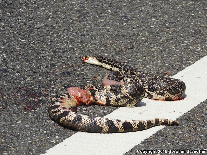 Northern Pinesnake (Pituophis melanoleucus melanoleucus)