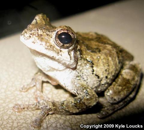 Gray Treefrog (Hyla versicolor)