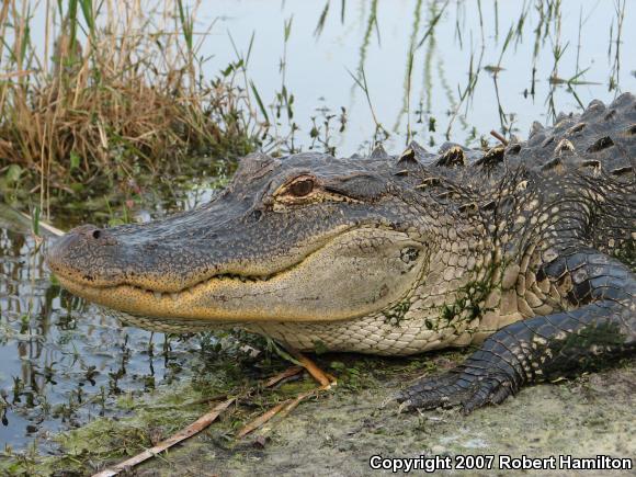 American Alligator (Alligator mississippiensis)