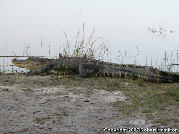 American Alligator (Alligator mississippiensis)