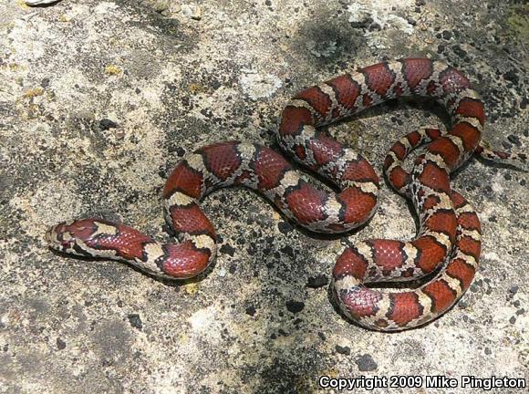 Red Milksnake (Lampropeltis triangulum syspila)