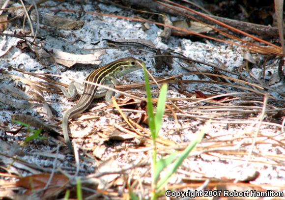 Six-lined Racerunner (Aspidoscelis sexlineata sexlineata)