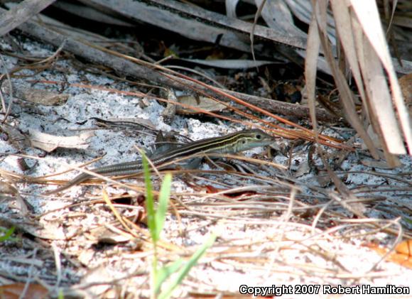 Six-lined Racerunner (Aspidoscelis sexlineata sexlineata)