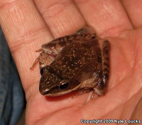 Wood Frog (Lithobates sylvaticus)