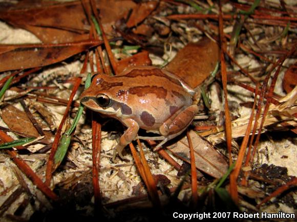 Ornate Chorus Frog (Pseudacris ornata)