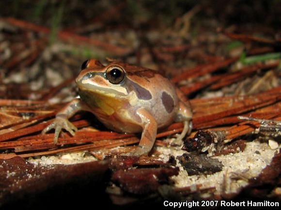 Ornate Chorus Frog (Pseudacris ornata)