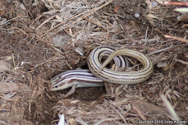 Northern Many-lined Skink (Plestiodon multivirgatus multivirgatus)