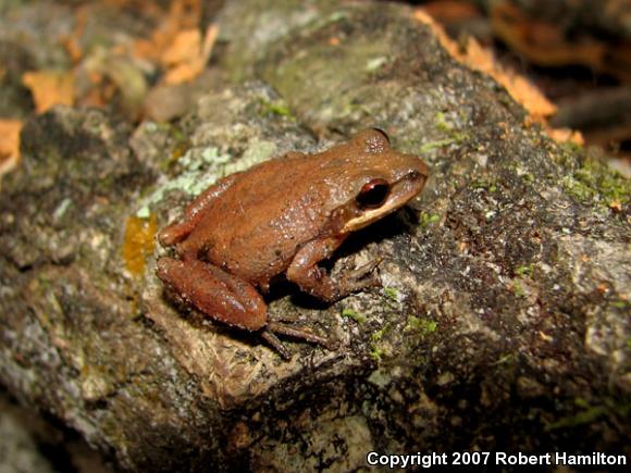 Upland Chorus Frog (Pseudacris feriarum feriarum)