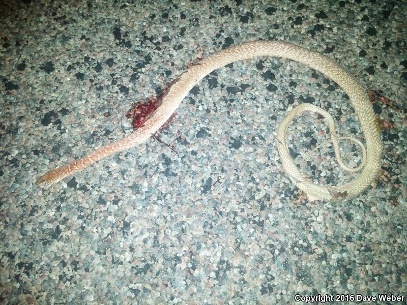 Sonoran Coachwhip (Coluber flagellum cingulum)