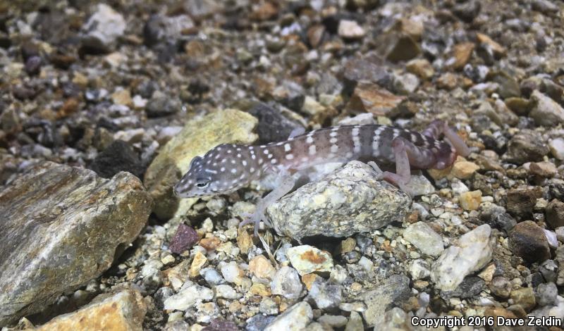 Penninsular Banded Gecko (Coleonyx switaki)