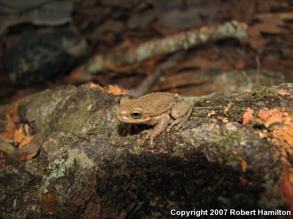 Squirrel Treefrog (Hyla squirella)