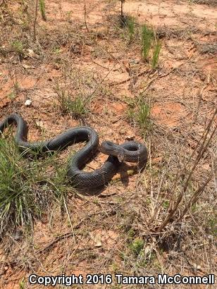 Black Pinesnake (Pituophis melanoleucus lodingi)