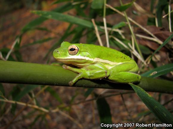 Green Treefrog (Hyla cinerea)