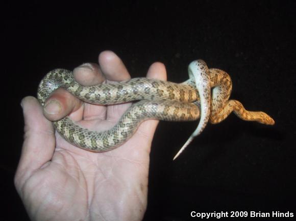 Desert Glossy Snake (Arizona elegans eburnata)
