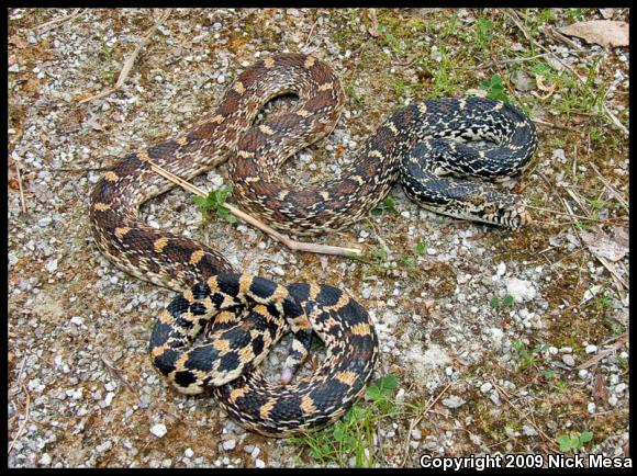 Bullsnake (Pituophis catenifer sayi)