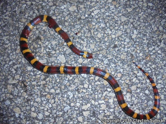 Scarlet Kingsnake (Lampropeltis triangulum elapsoides)