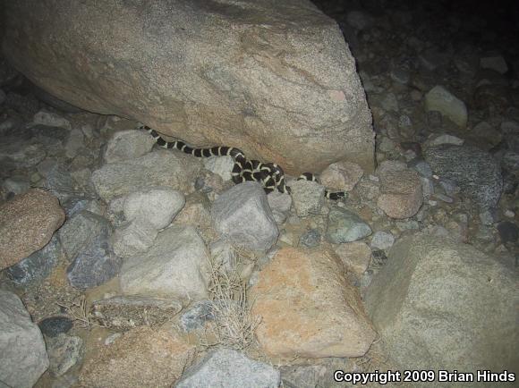 California Kingsnake (Lampropeltis getula californiae)