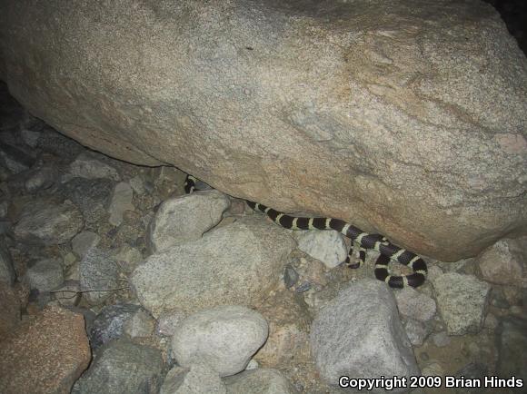 California Kingsnake (Lampropeltis getula californiae)