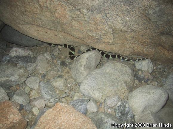 California Kingsnake (Lampropeltis getula californiae)