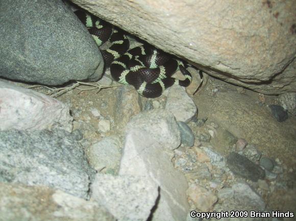 California Kingsnake (Lampropeltis getula californiae)