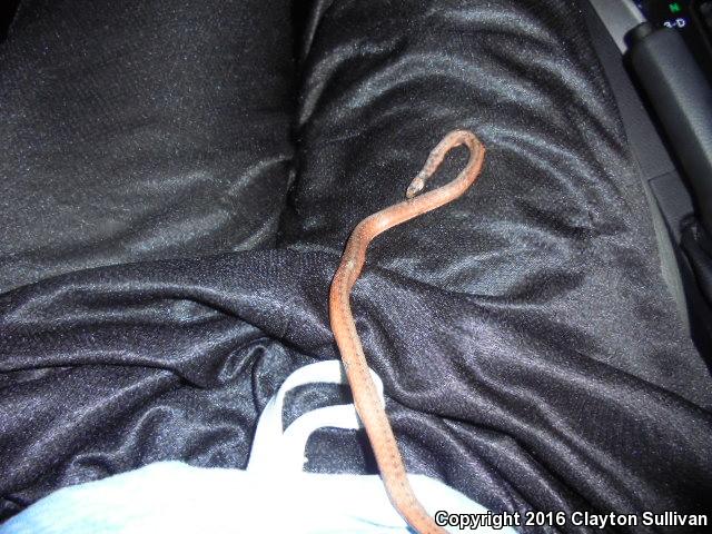 Florida Brownsnake (Storeria victa)