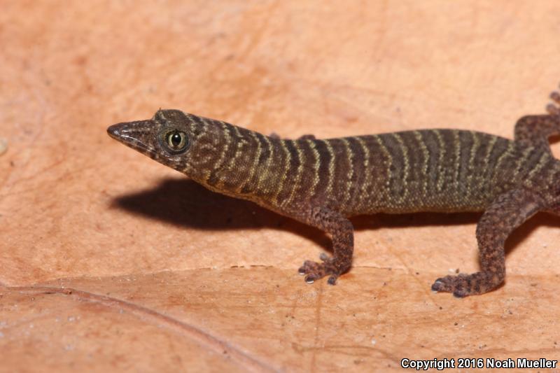 Ashy Gecko (Sphaerodactylus elegans)