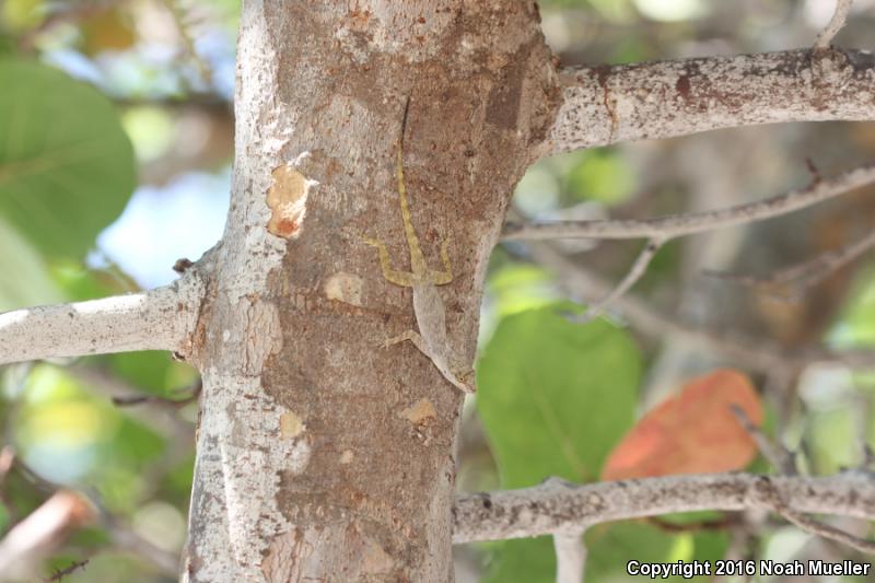 Bark Anole (Anolis distichus)