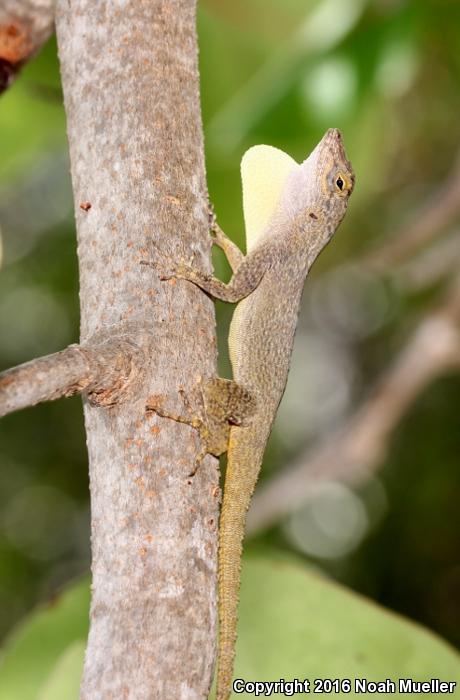 Bark Anole (Anolis distichus)