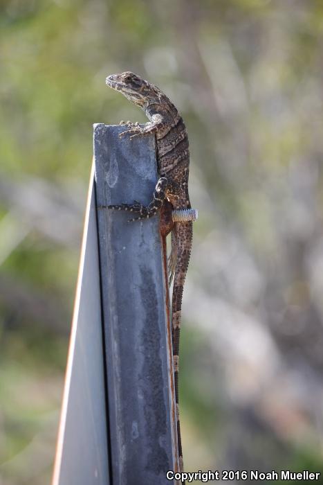 Gray's Spiny-tailed Iguana (Ctenosaura similis similis)