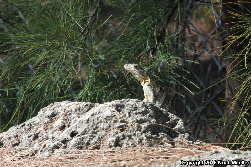 Gray's Spiny-tailed Iguana (Ctenosaura similis similis)