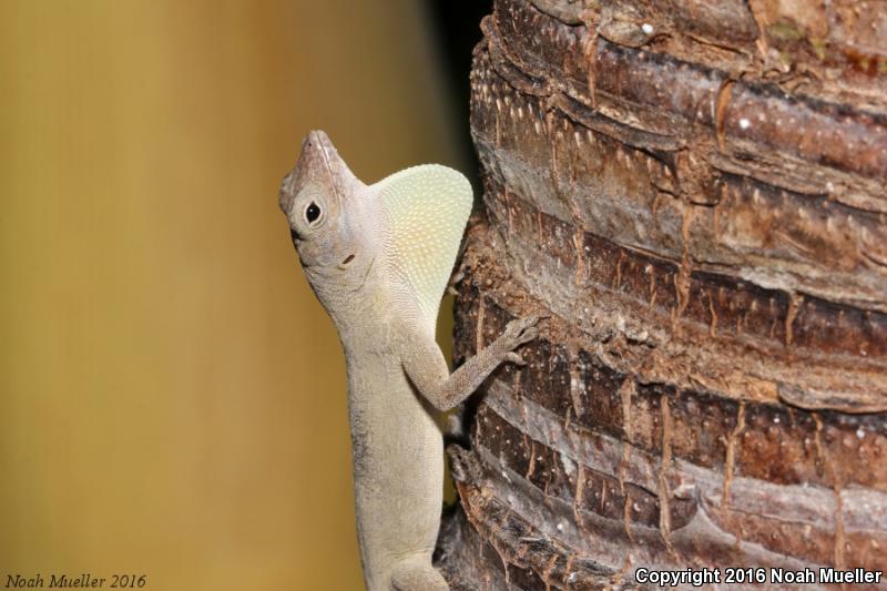 Bark Anole (Anolis distichus)