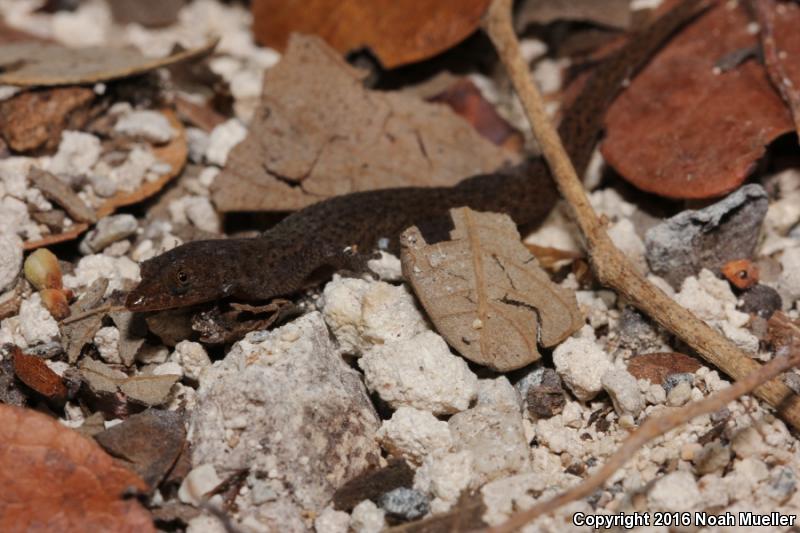 Florida Reef Gecko (Sphaerodactylus notatus notatus)