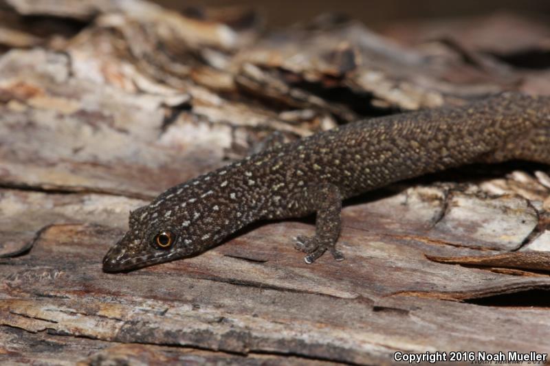 Common Ocellated Gecko (Sphaerodactylus argus argus)