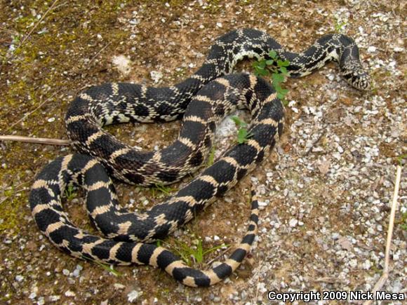 Bullsnake (Pituophis catenifer sayi)