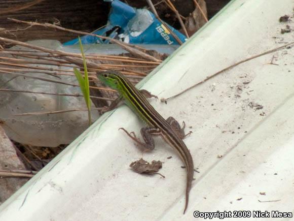 Prairie Racerunner (Aspidoscelis sexlineata viridis)