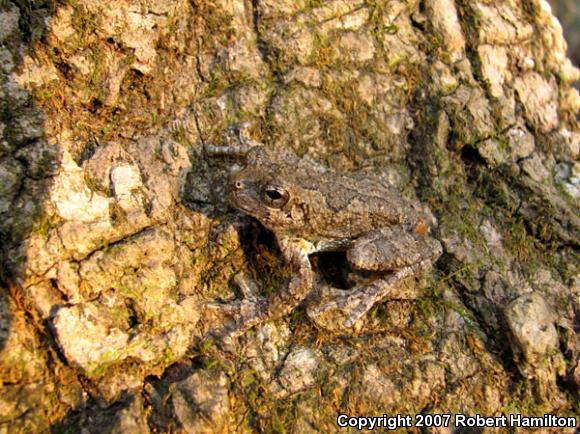 Cope's Gray Treefrog (Hyla chrysoscelis)