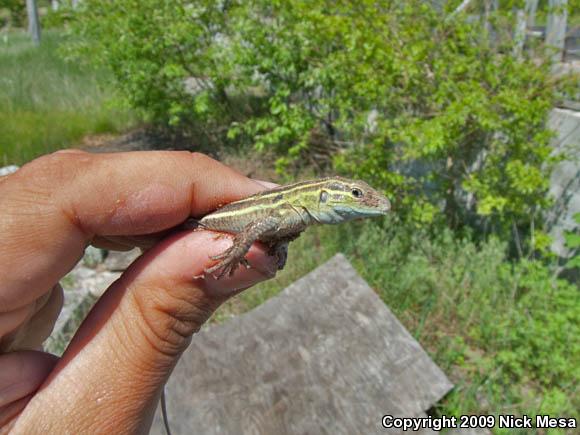 Prairie Racerunner (Aspidoscelis sexlineata viridis)