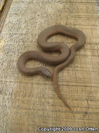 Western Smooth Earthsnake (Virginia valeriae elegans)