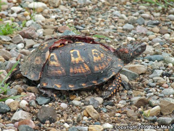 Eastern Box Turtle (Terrapene carolina carolina)