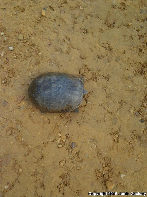 Mississippi Mud Turtle (Kinosternon subrubrum hippocrepis)