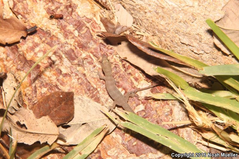 Ashy Gecko (Sphaerodactylus elegans)