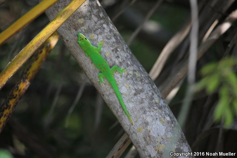 Madagascar Day Gecko (Phelsuma madagascariensis)