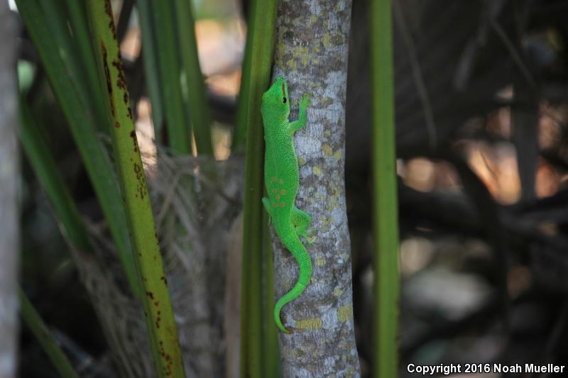 Madagascar Day Gecko (Phelsuma madagascariensis)