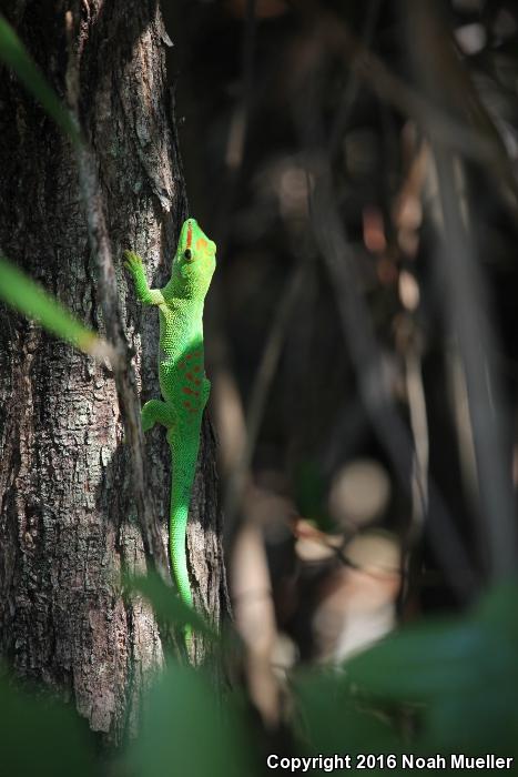 Madagascar Day Gecko (Phelsuma madagascariensis)