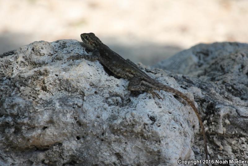 West African Rainbow Lizard (Agama agama africana)