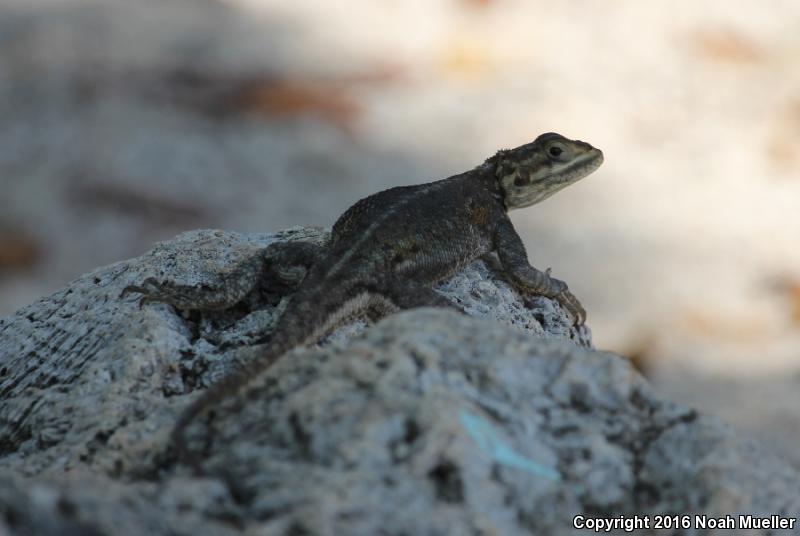 West African Rainbow Lizard (Agama agama africana)