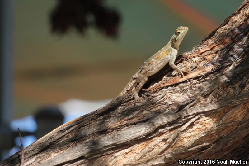 West African Rainbow Lizard (Agama agama africana)