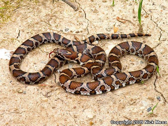 Eastern Milksnake (Lampropeltis triangulum triangulum)