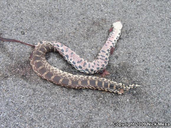 Bullsnake (Pituophis catenifer sayi)