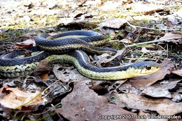 Eastern Gartersnake (Thamnophis sirtalis sirtalis)